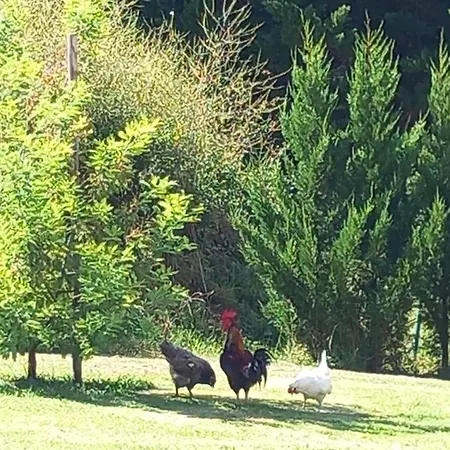 公寓 Millesime Perville